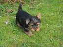 Photo: Australian silky terrier (Dog standard)