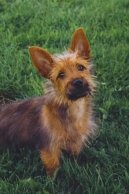 Photos: Australian terrier (Dog standard) (pictures, images)