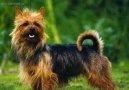 Photo: Australian terrier (Dog standard)