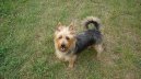 Photo: Australian terrier (Dog standard)