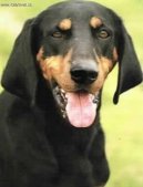 Photo: Austrian black and tan hound (Dog standard)