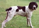 Photos: Auvergne pointer (Dog standard) (pictures, images)