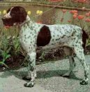 Photo: Auvergne pointer (Dog standard)