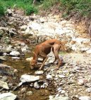 Photos: Azawakh (Dog standard) (pictures, images)