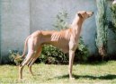 Photos: Azawakh (Dog standard) (pictures, images)