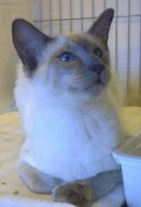 Photos: Balinese (Cat) (pictures, images)