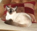 Photos: Balinese (Cat) (pictures, images)