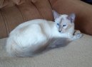 Photos: Balinese (Cat) (pictures, images)