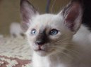 Photos: Balinese (Cat) (pictures, images)