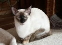 Photos: Balinese (Cat) (pictures, images)