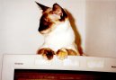 Photos: Balinese (Cat) (pictures, images)