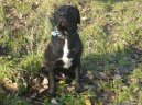 Photo: Bandog (bandogge)