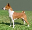 Photos: Basenji (Dog standard) (pictures, images)