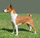 Photo: Basenji (Dog standard)