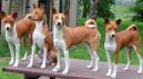 Photo: Basenji (Dog standard)