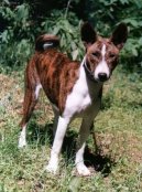 Photo: Basenji (Dog standard)