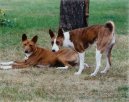 Photo: Basenji (Dog standard)