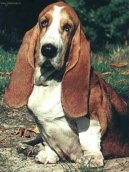 Photos: Basset hound (Dog standard) (pictures, images)