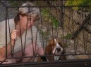 Photos: Basset hound (Dog standard) (pictures, images)