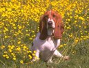 Photos: Basset hound (Dog standard) (pictures, images)