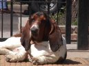 Photos: Basset hound (Dog standard) (pictures, images)