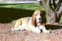 Photos: Basset hound (Dog standard) (pictures, images)