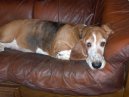 Photos: Basset hound (Dog standard) (pictures, images)