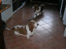 Photos: Basset hound (Dog standard) (pictures, images)