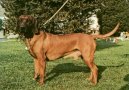 Photos: Bavarian mountain scenthound (Dog standard) (pictures, images)
