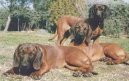 Photo: Bavarian mountain scenthound (Dog standard)