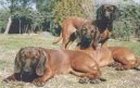 Photos: Bavarian mountain scenthound (Dog standard) (pictures, images)