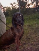 Photo: Bavarian mountain scenthound (Dog standard)