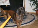 Photo: Bavarian mountain scenthound (Dog standard)
