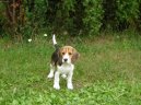 Photos: Beagle (Dog standard) (pictures, images)