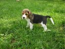 Photos: Beagle (Dog standard) (pictures, images)