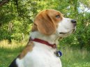 Photos: Beagle (Dog standard) (pictures, images)