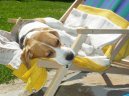 Photos: Beagle (Dog standard) (pictures, images)