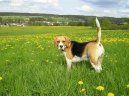 Photos: Beagle (Dog standard) (pictures, images)