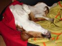 Photos: Beagle (Dog standard) (pictures, images)