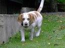 Photos: Beagle (Dog standard) (pictures, images)