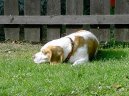 Photos: Beagle (Dog standard) (pictures, images)