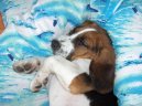 Photos: Beagle (Dog standard) (pictures, images)