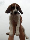 Photos: Beagle (Dog standard) (pictures, images)