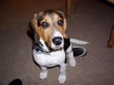 Photos: Beagle (Dog standard) (pictures, images)