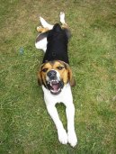 Photos: Beagle (Dog standard) (pictures, images)