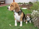 Photos: Beagle (Dog standard) (pictures, images)