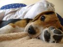 Photo: Beagle (Dog standard)