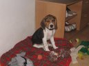 Photos: Beagle (Dog standard) (pictures, images)