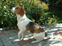 Photos: Beagle (Dog standard) (pictures, images)