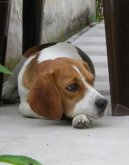 Photos: Beagle (Dog standard) (pictures, images)